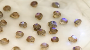 Hundreds of nearly extinct snails return to Portuguese island to revive fragile ecosystem