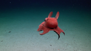 Rare, elusive pancake-like octopus spotted in unchartered deep waters off Caribbean island