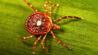 Deadly tick-borne allergy may finally be stopped by revolutionary new treatment - Fox News