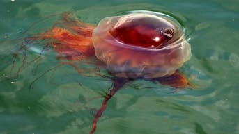 Giant stinging jellyfish invade these popular beaches, putting swimmers on alert - Fox News