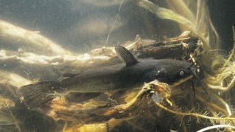 First-known contagious freshwater cancer found spreading in catfish - Fox News