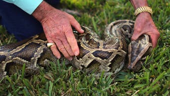 Invasive snake species is overtaking popular tourist hotspot in Sunshine State - Fox News