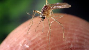 The top 10 worst states for battling mosquitos thanks to heat and humidity - Fox News