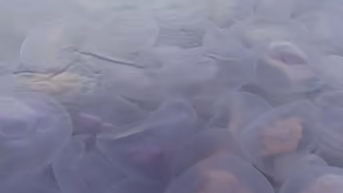 Invasion of thousands of jellyfish completely surround lucky kayakers - Fox News