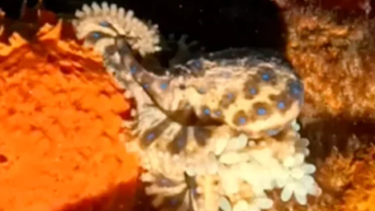 Rare footage captures deadly blue-ringed octopus with her eggs swimming - Fox News