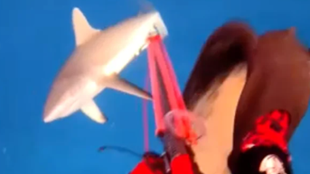 Terrifying video captures shark attacking spearfisher near popular tourist spot - Fox News