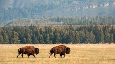 Watch: Fisherman narrowly avoids bison encounter in Yellowstone National Park