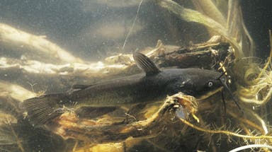 First-known freshwater contagious cancer spreading among catfish in Vermont lake