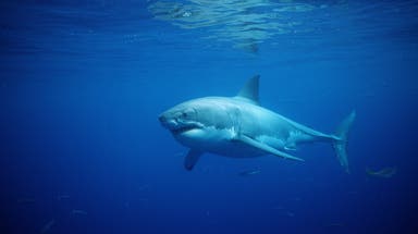 How do hurricanes and tropical storms influence sharks?