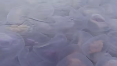 Watch: Stunning video captures massive jellyfish invasion completely surrounding local kayakers