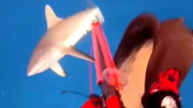 Watch: Terrifying footage captures shark attacking spearfisher near popular tourist destination