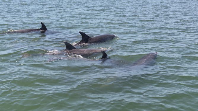 About 22 dolphins are now being tracked in deeper waters after a massive rescue effort following the largest known bottlenose dolphin stranding in Massachusetts history.