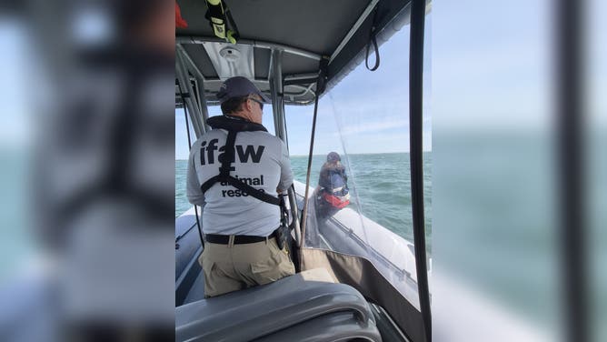 About 22 dolphins are now being tracked in deeper waters after a massive rescue effort following the largest known bottlenose dolphin stranding in Massachusetts history.