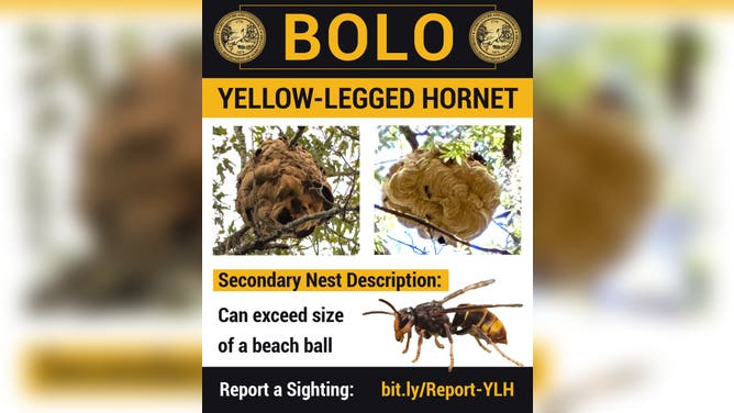 Be on the lookout: Yellow-legged hornet secondary nests