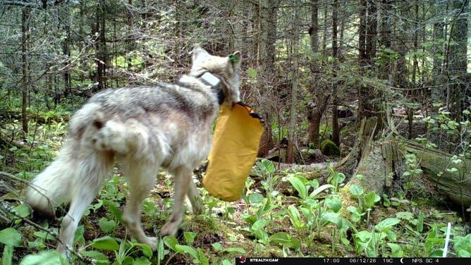 A wolf with a stolen dry bag that was left unattended in Three Mile campground in Isle Royale National Park.