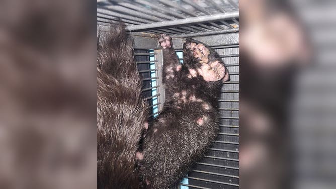 Warts covered Phlox's body when she came into care.