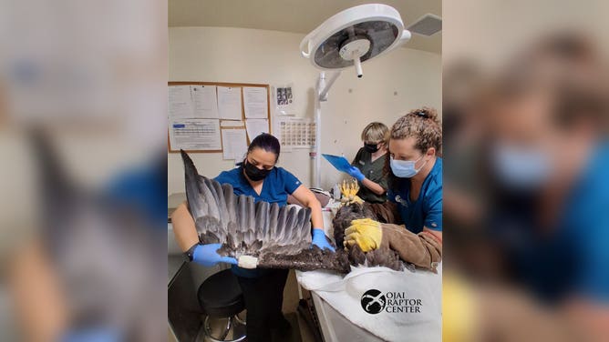 Veterinarians at Ojai Raptor Center providing care to Jackie.