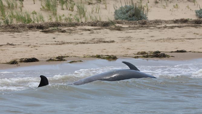 Mass stranding of bottlenose dolphins off Cape Cod