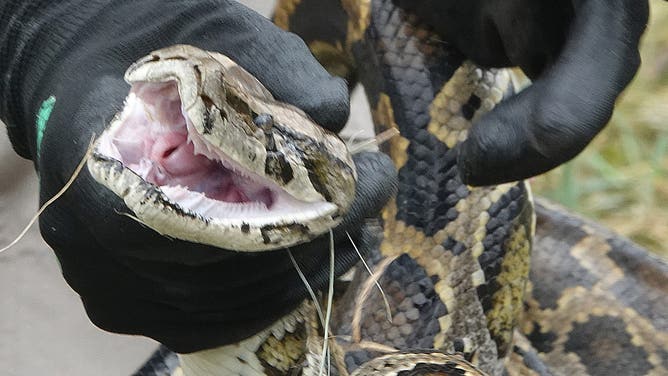 In a photo from June 3, 2021, a Burmese python is handled by FWC snake specialist McKayla Spencer in the Florida Everglades during the start of the python challenge.