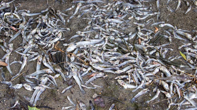 FILE - OAKLAND, CA - AUGUST 30: Ten thousands of dead fish piled up around the Lake Merritt of Oakland after suffocating due to toxic algae in San Francisco Bay, California, United States on August 30, 2022.