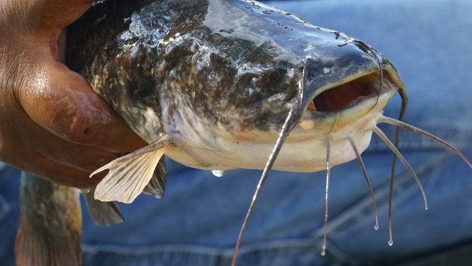 First-known freshwater contagious cancer spreading among catfish