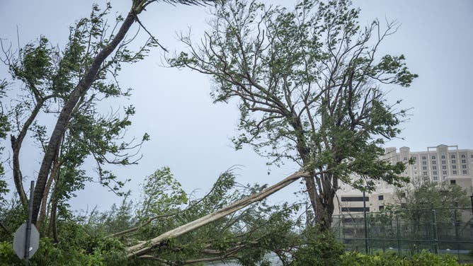 A fallen tree blocks a road during Super Typhoon Bavi in Guam on July 6, 2026.