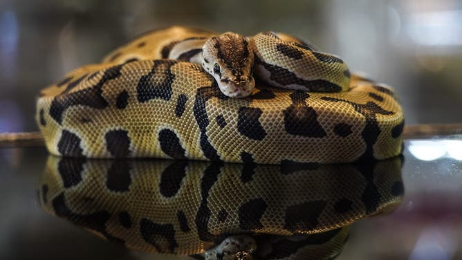 Ball Pythons are displayed at The Grand Exotic Pet &amp; Ball Python International 2026 in Bangkok, Thailand. The event exhibits hundreds of exotic animals from breeders for sale as pets to enthusiasts.