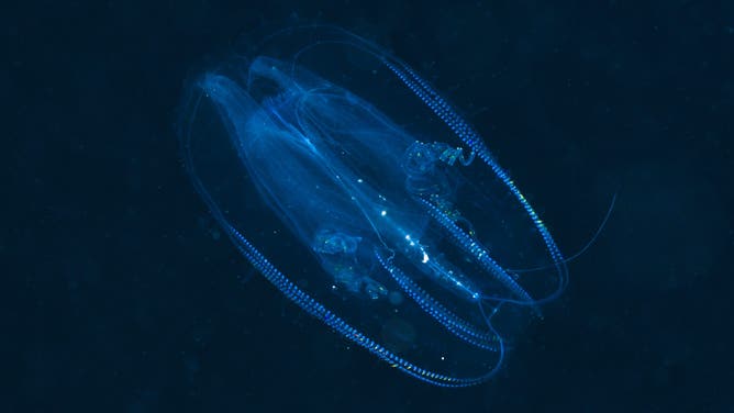 (GERMANY OUT) Comb Jellyfish, Tentaculata, Marsa Alam, Red Sea, Egypt.