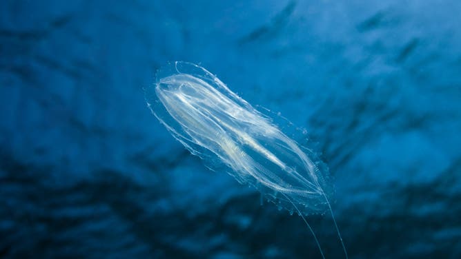 (GERMANY OUT) Comb Jellyfish, Tentaculata, Safaga, Red Sea, Egypt.