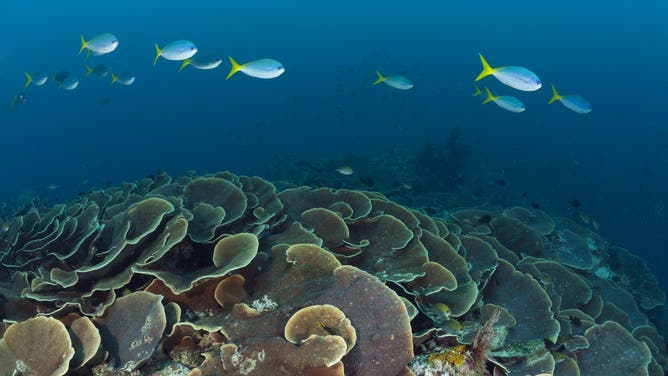 (GERMANY OUT) Lettuce Coral Reef, Turbinaria mesenterina, Raja Ampat, West Papua, Indonesia