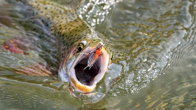 Fishing: Closeup of Trout set to bite line with grasshopper fly on the Yellowstone River.