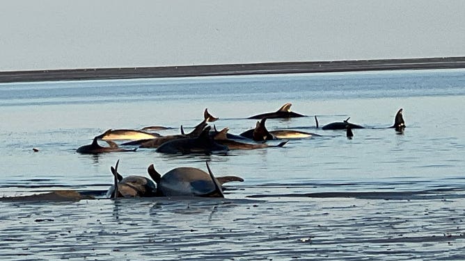 Mass stranding of bottlenose dolphins off Cape Cod