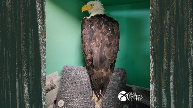 Jackie the bald eagle in care at Ojai Raptor Center