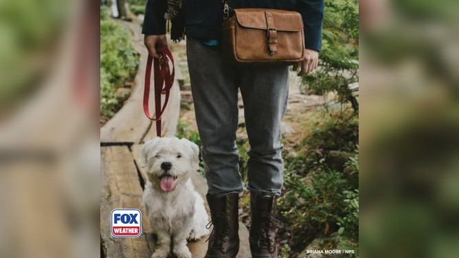 Dogs welcome at Acadia National Park.