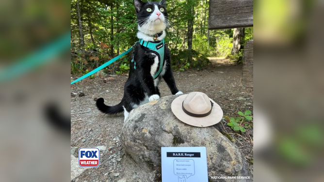 A cat poses for a photo at North Cascades National Park.