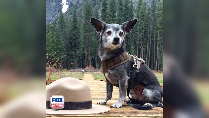 Cute dog poses at Yosemite National Park.