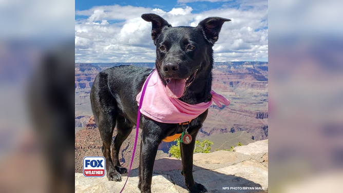 Cute dog poses for amazing photo at the Grand Canyon.