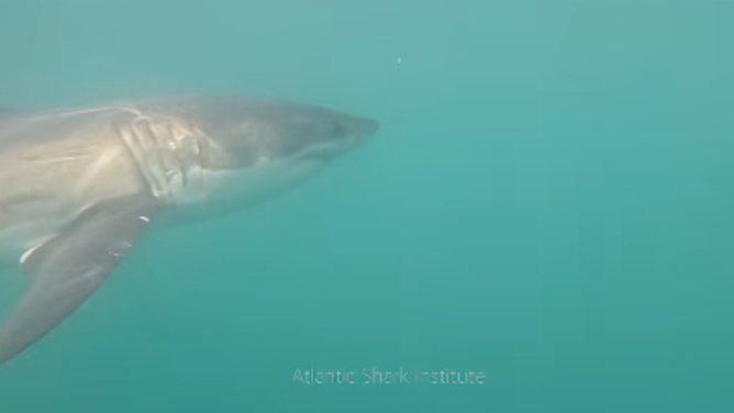 The Atlantic Shark Institute might have recorded the first underwater footage of a great white shark in Rhode Island waters off Block Island.