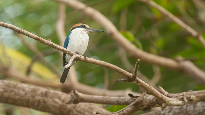 Cute bird at National Park of American Samoa.