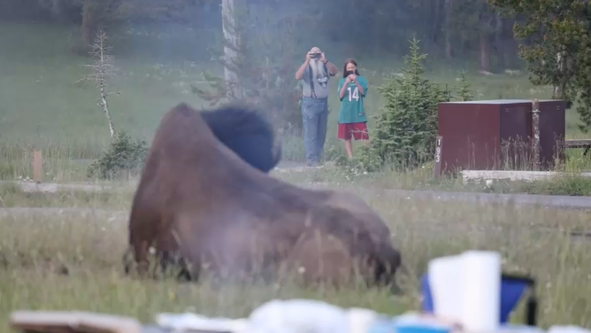 65-year-old Carl Isom-McDaniel and his grandson are seen filming the bison before it charges