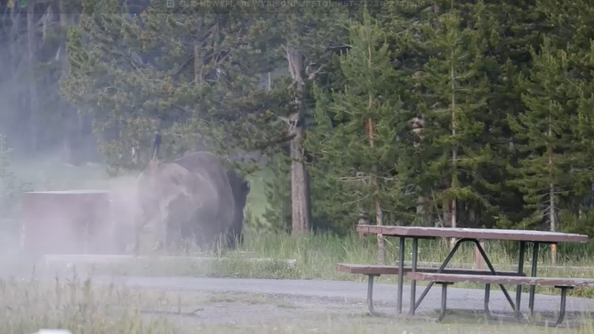 Bison charges for cluster of trees where the pair hid