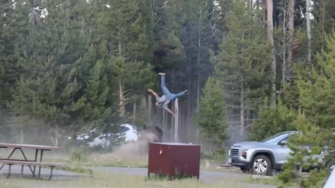 Enraged bison catapults 65-year-old grandfather feet into the air.