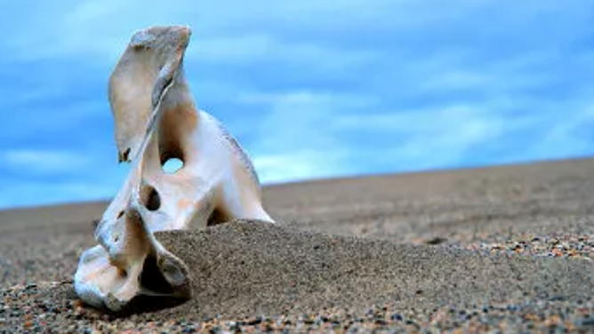 Caribou bone within the Kobuk Valley National Park sand dunes.