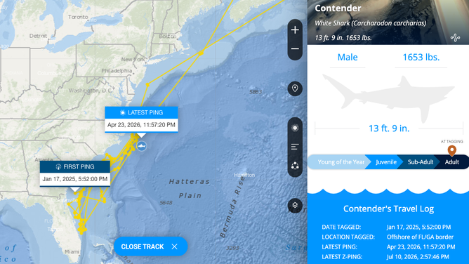 Contender's latest tracking