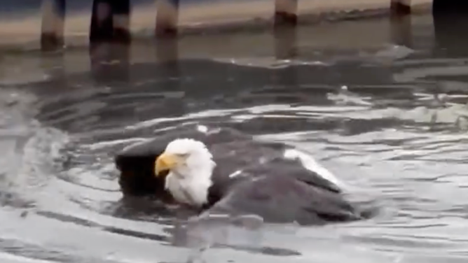 Jackie swimming before being rescued. 