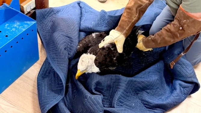 Jackie in care at San Dimas Raptor Rescue Team before being transferred.