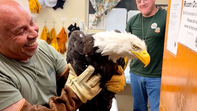 A worker at San Dimas Raptor Rescue Team hold Jackie after taking her in.
