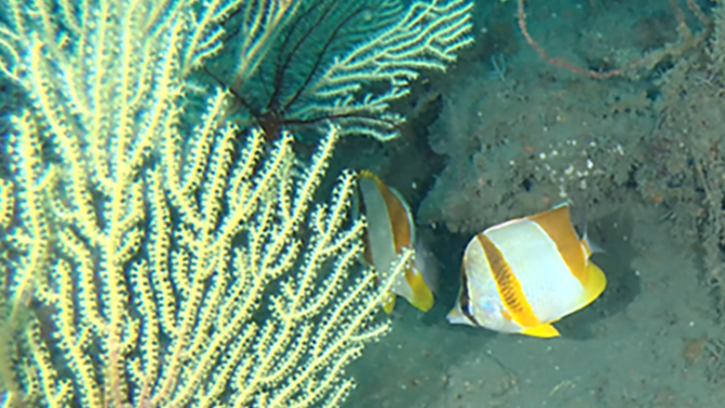 Mesophotic coral reefs.