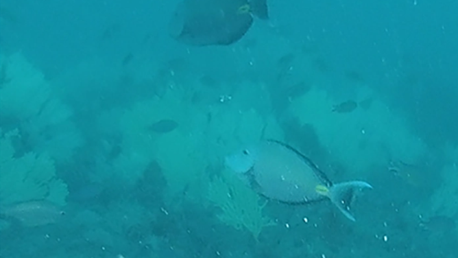 Fish swim around the Mesophotic coral reefs.