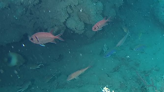 Fish that live at Mesophotic coral reef.